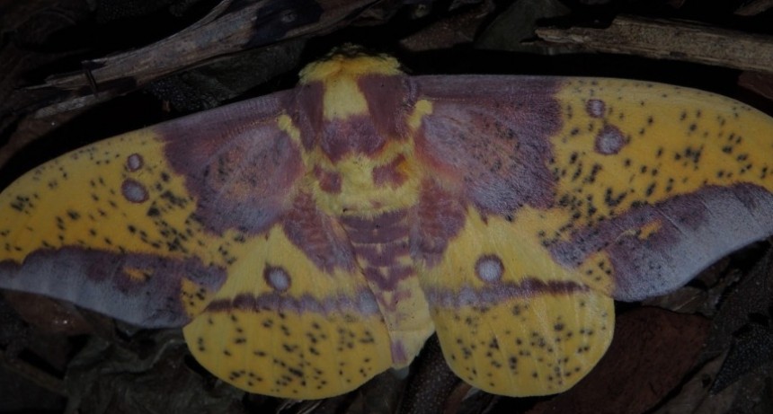 La columna de Coendú: polilla imperial