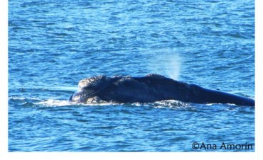 ¿Tenés fotos de ballenas?