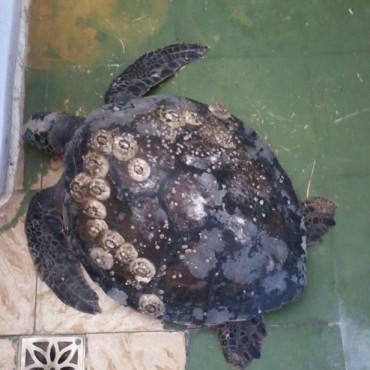 Rescataron esta tarde una tortuga en La Paloma