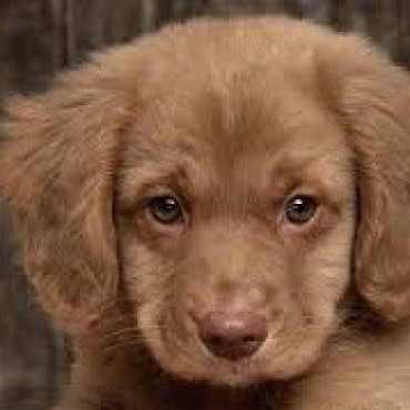 Nueva jornada de castraciones de perros y perras