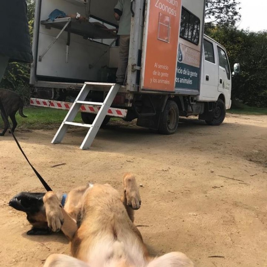 Castraron 24 perros en Anaconda