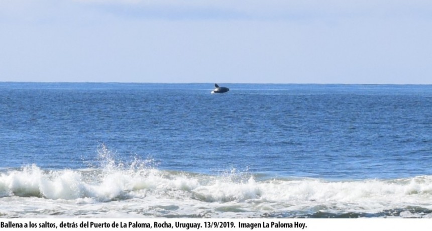Fiesta de ballenas en La Paloma