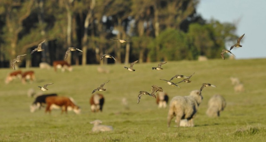 Actividad por el día mundial de las aves playeras