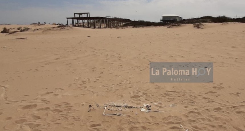 Investigan la aparición de huesos en Playa Serena