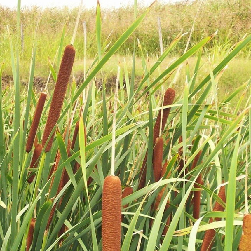 Jornada de reconocimiento de flora nativa y exótica