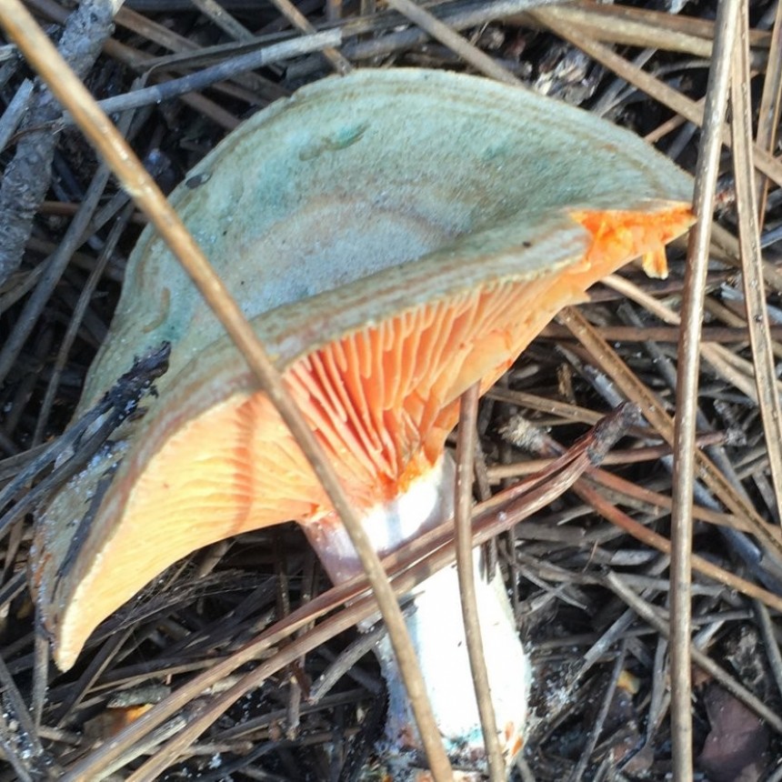 Taller de reconocimiento de hongos y micosendero