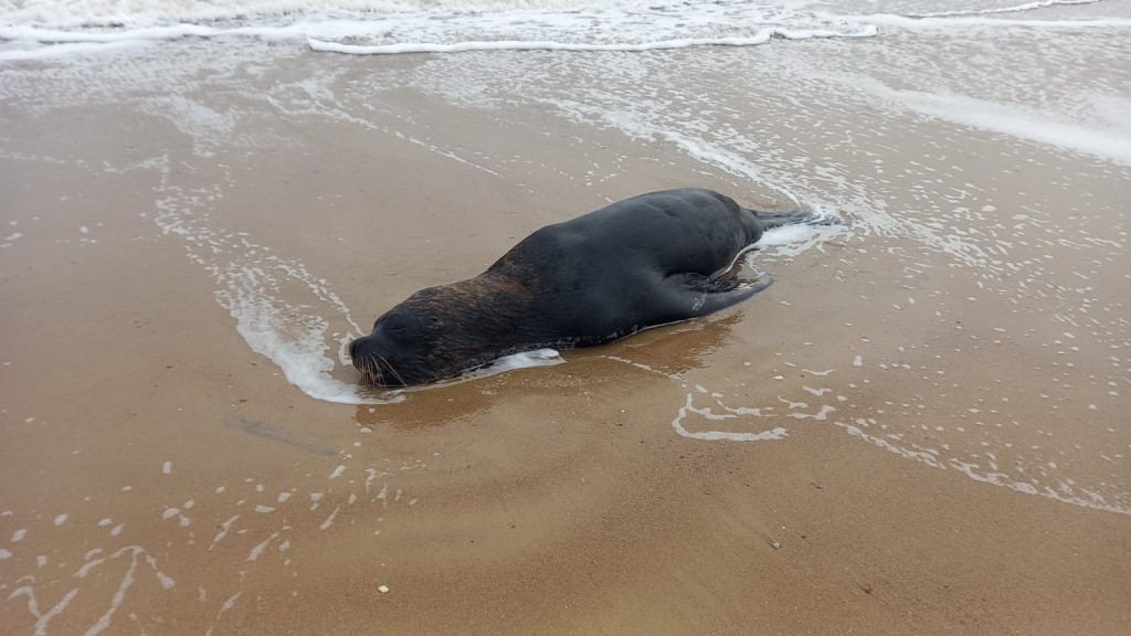 Confirman los primeros casos de lobos muertos por gripe aviar en Arachania y Cabo Polonio
