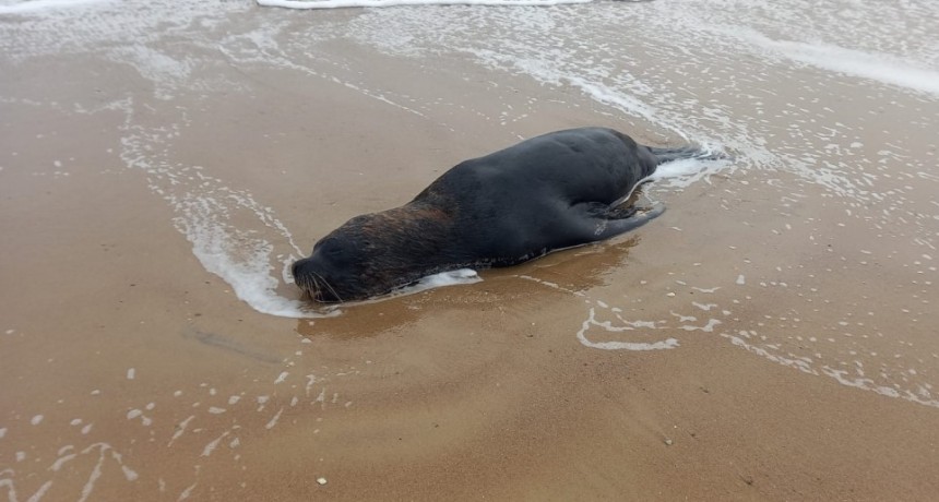 Confirman los primeros casos de lobos muertos por gripe aviar en Arachania y Cabo Polonio