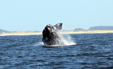 BALLENAS EN LA PALOMA Y LA PEDRERA: UN FESTIVAL A LA VISTA