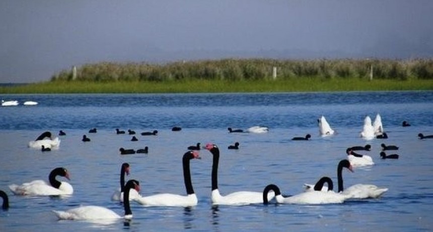 Presentan proyecto para limpieza y mejoras en las lagunas de Rocha y Garzón