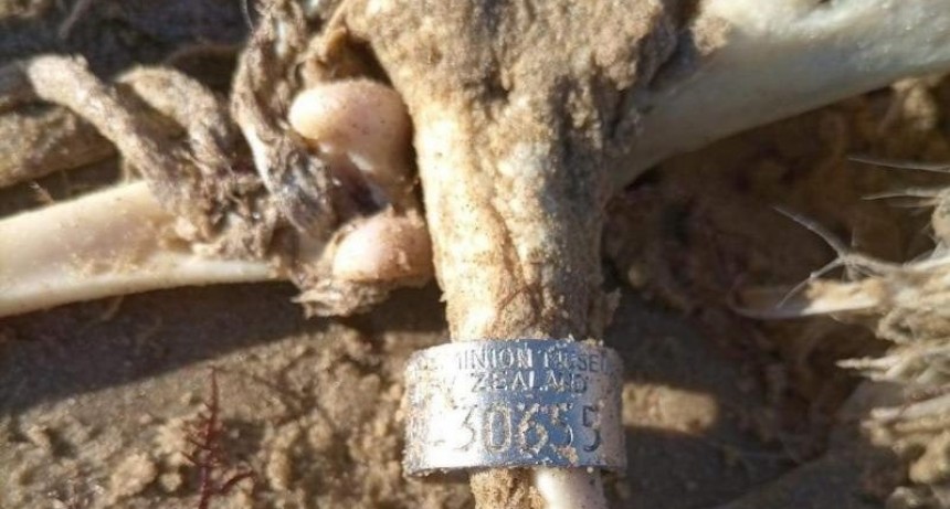 Encontraron en la playa un albatros muerto de 45 años