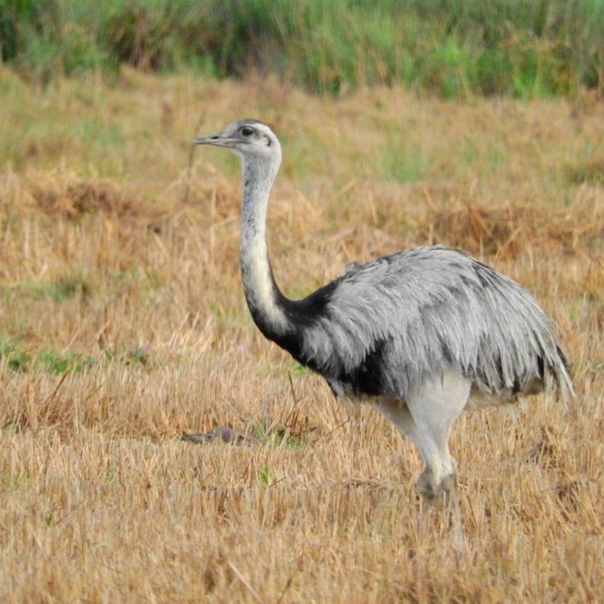 Uruguay y las especies prioritarias para conservación