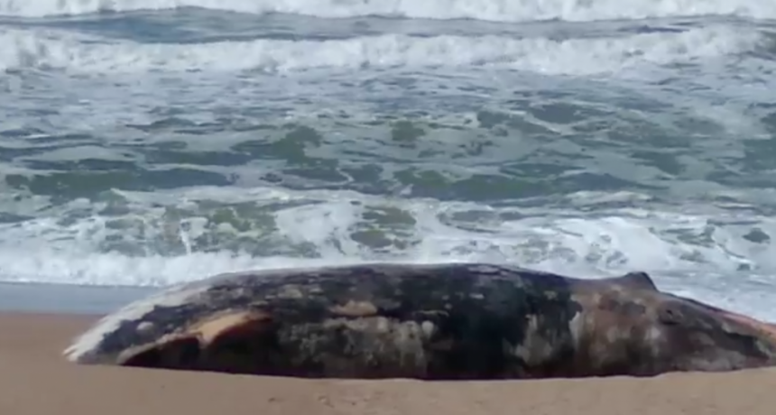 Nuevo varamiento de ballena Yubarta en la costa de Rocha llama la atención de especialistas