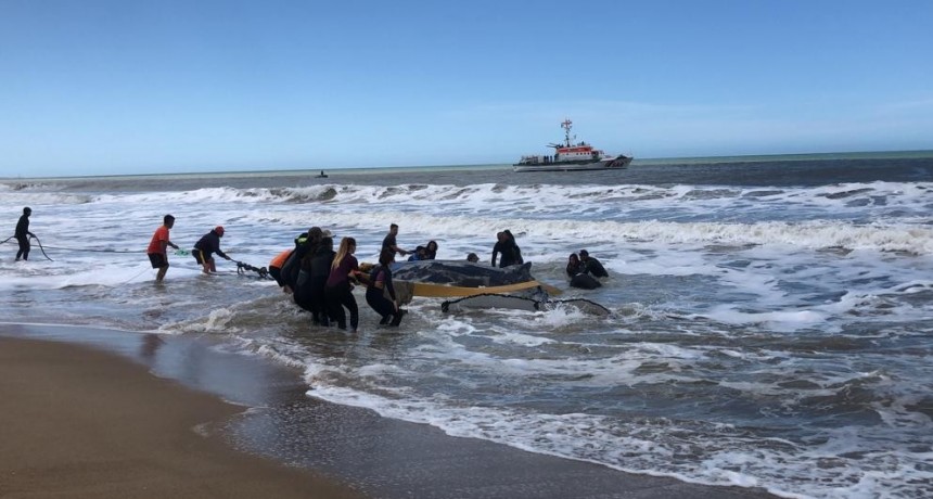La ballena volvió a salir “vamos a dejar el proceso natural”