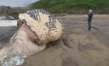 Encalló otra ballena en Rocha, esta vez, Santa Teresa