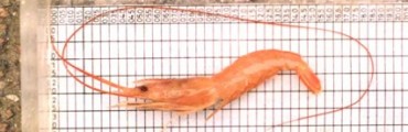 Pescadores artesanales encontraron camarones de mar en Castillos