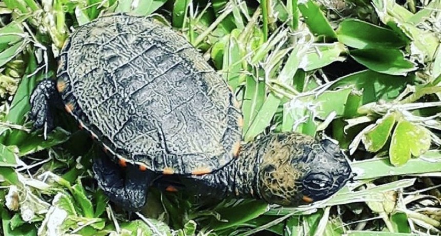 Apareció una cría de tortuga de la canaleta en la playa