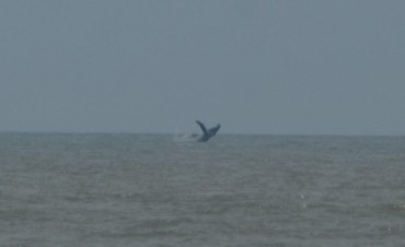 Inédito: una ballena fue avistada esta tarde en Valizas
