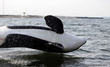 Nuevamente nos visitan orcas
