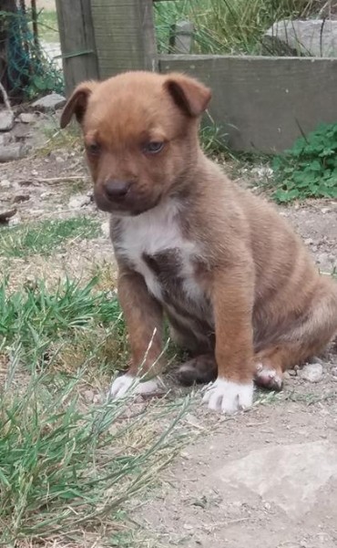 Cómo colaborar con los perros callejeros de La Paloma