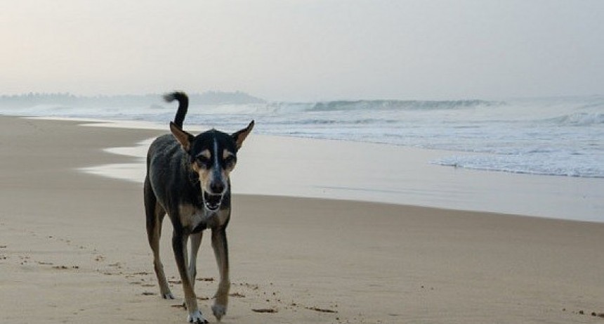 Hay tres playas habilitadas para mascotas en Rocha