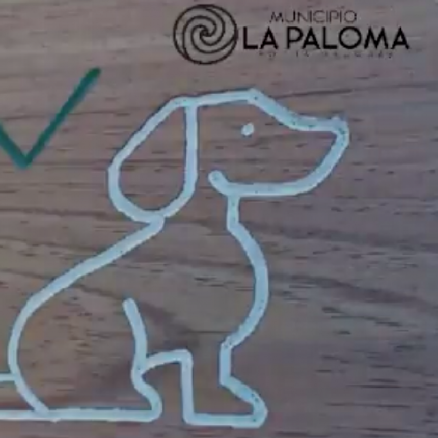 Cuáles son las playas habilitadas para las mascotas