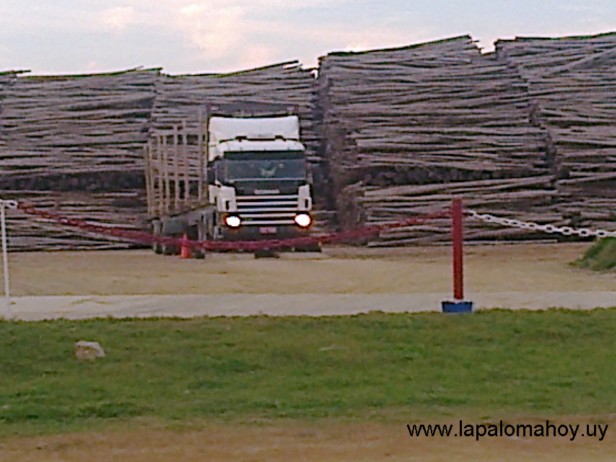 ¿Sale o no sale el primer embarque de madera del puerto de La Paloma?
