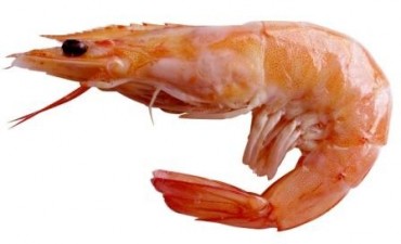 DINARA controlará la zafra de camarones