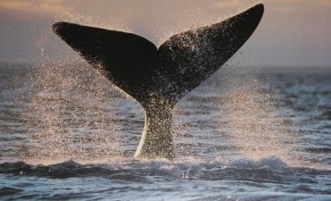 Ballenas: Con la 