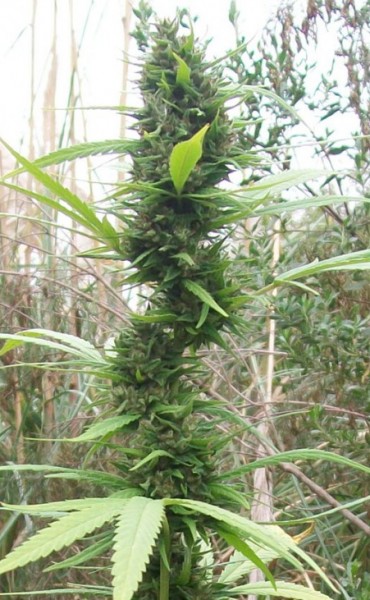 Liberan a tres cultivadores de cannabis presos en La Pedrera