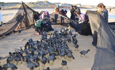 GALLARETAS PERDIDAS EN LAS PLAYAS