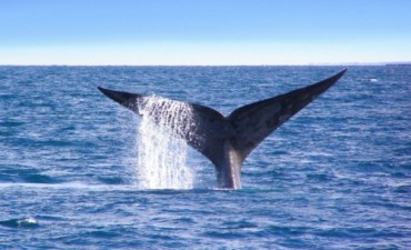 Lanzamiento temporada de ballenas