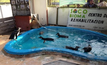 Cerró SO.CO.BIO.MA por falta de apoyo