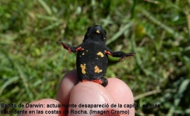 Denuncian cinco especies animales de Uruguay en “muy alto” riesgo de extinción