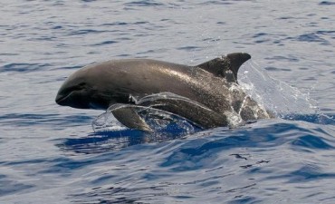 Por primera vez vinculan el uso de sonares con la muerte de animales marinos